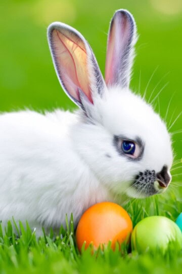 Easter Books for Kids, Easter bunny with colored eggs in the grass
