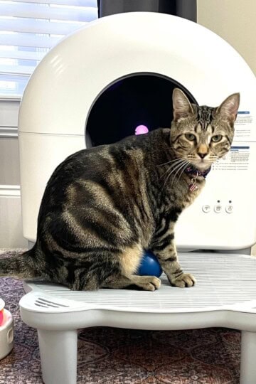 Best Self-cleaning cat litter boxes