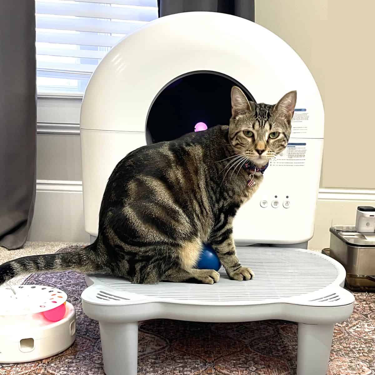 Best Self-cleaning cat litter boxes