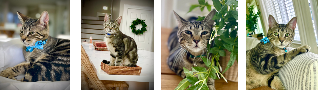 Cat photos 4 (1) Playful tabby cat in various poses